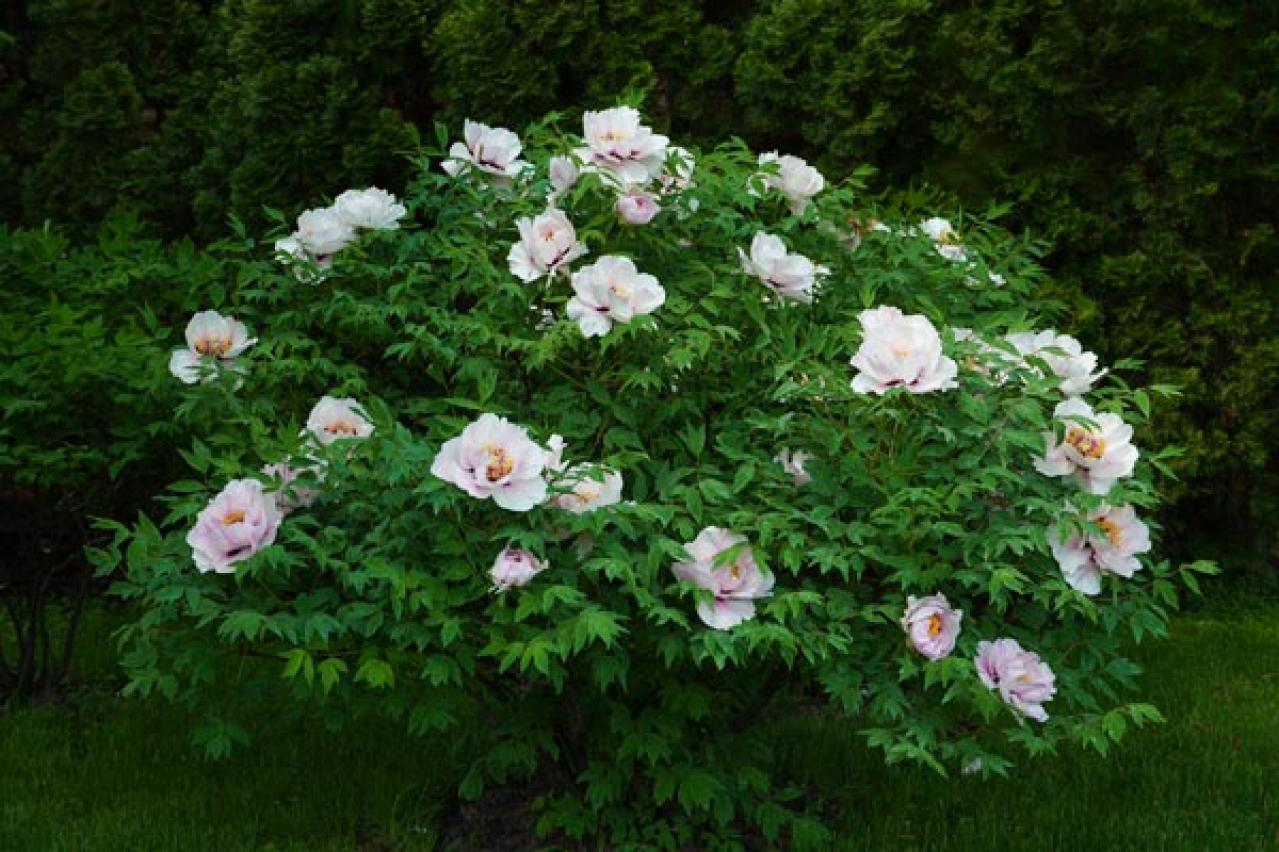 【ガーデニング】ラベンダーもマーガレットも実は低木！草と木の違いを知って育て上手になろう（画像5）