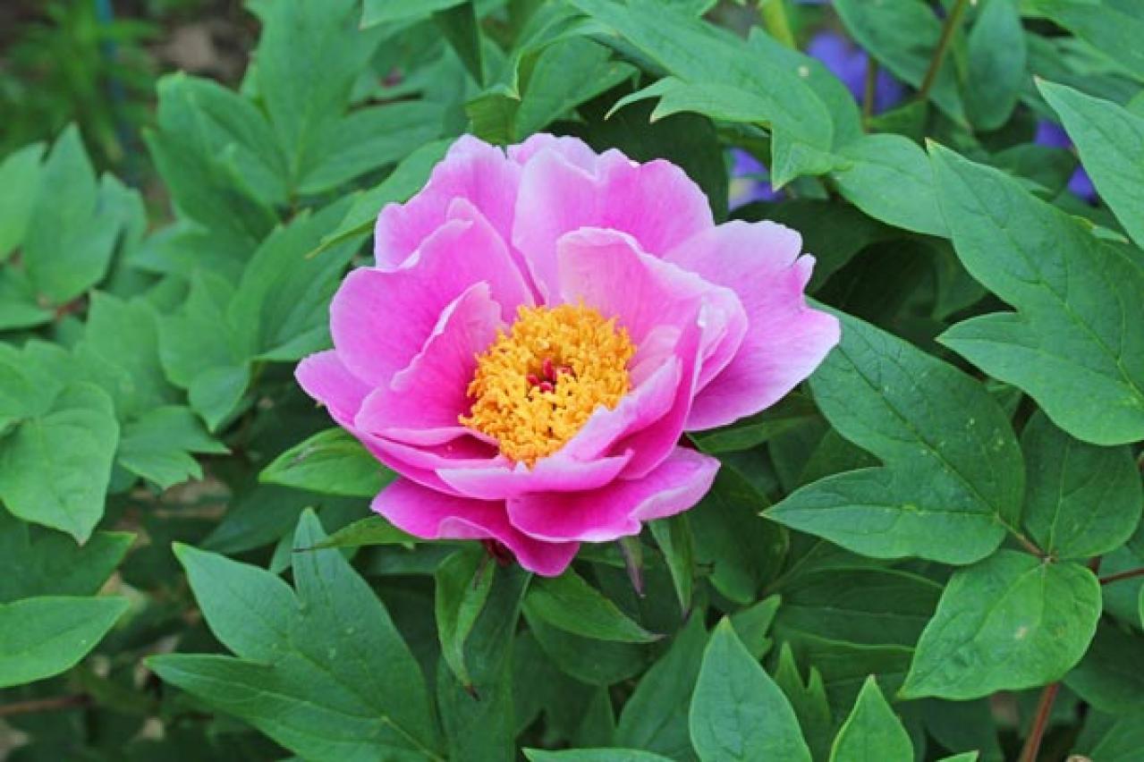 【ガーデニング】ラベンダーもマーガレットも実は低木！草と木の違いを知って育て上手になろう（画像3）