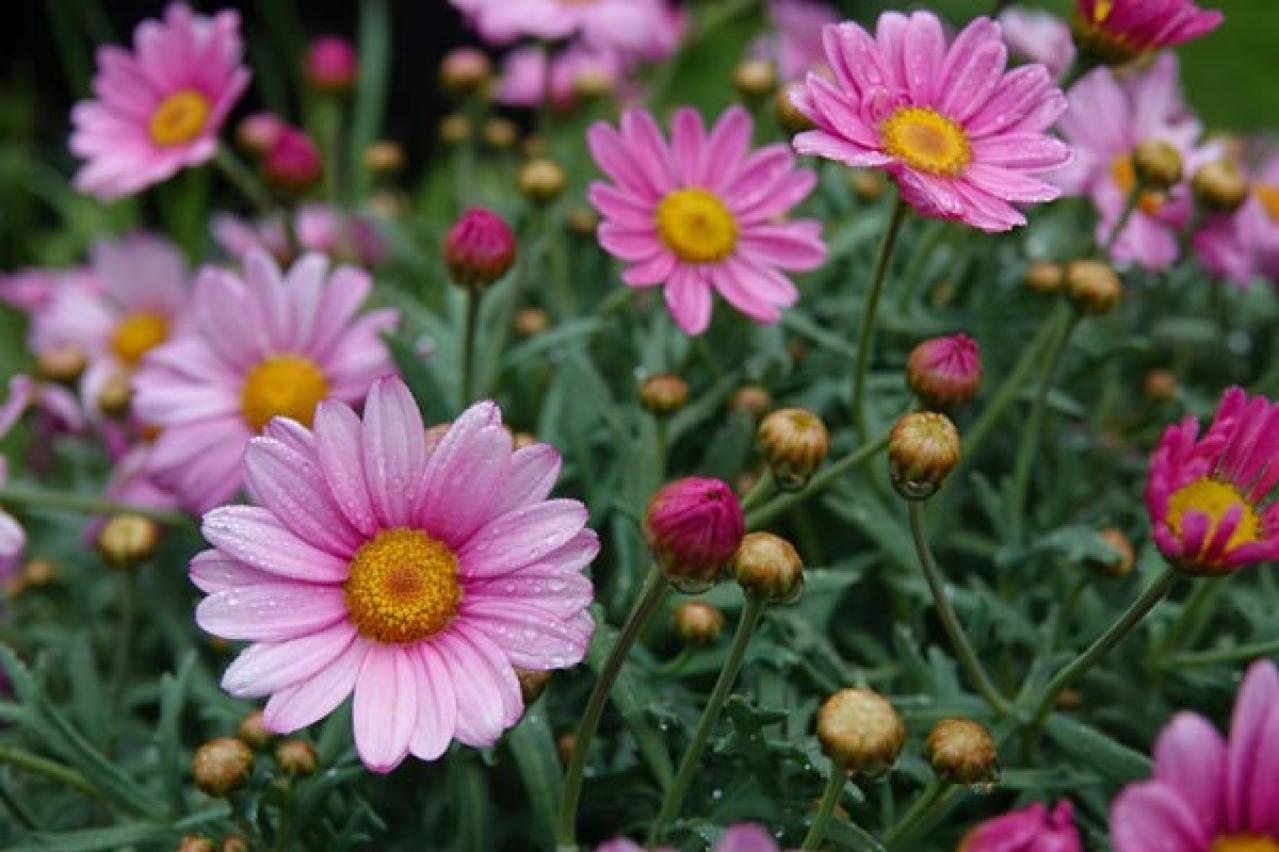 【ガーデニング】ラベンダーもマーガレットも実は低木！草と木の違いを知って育て上手になろう（画像9）