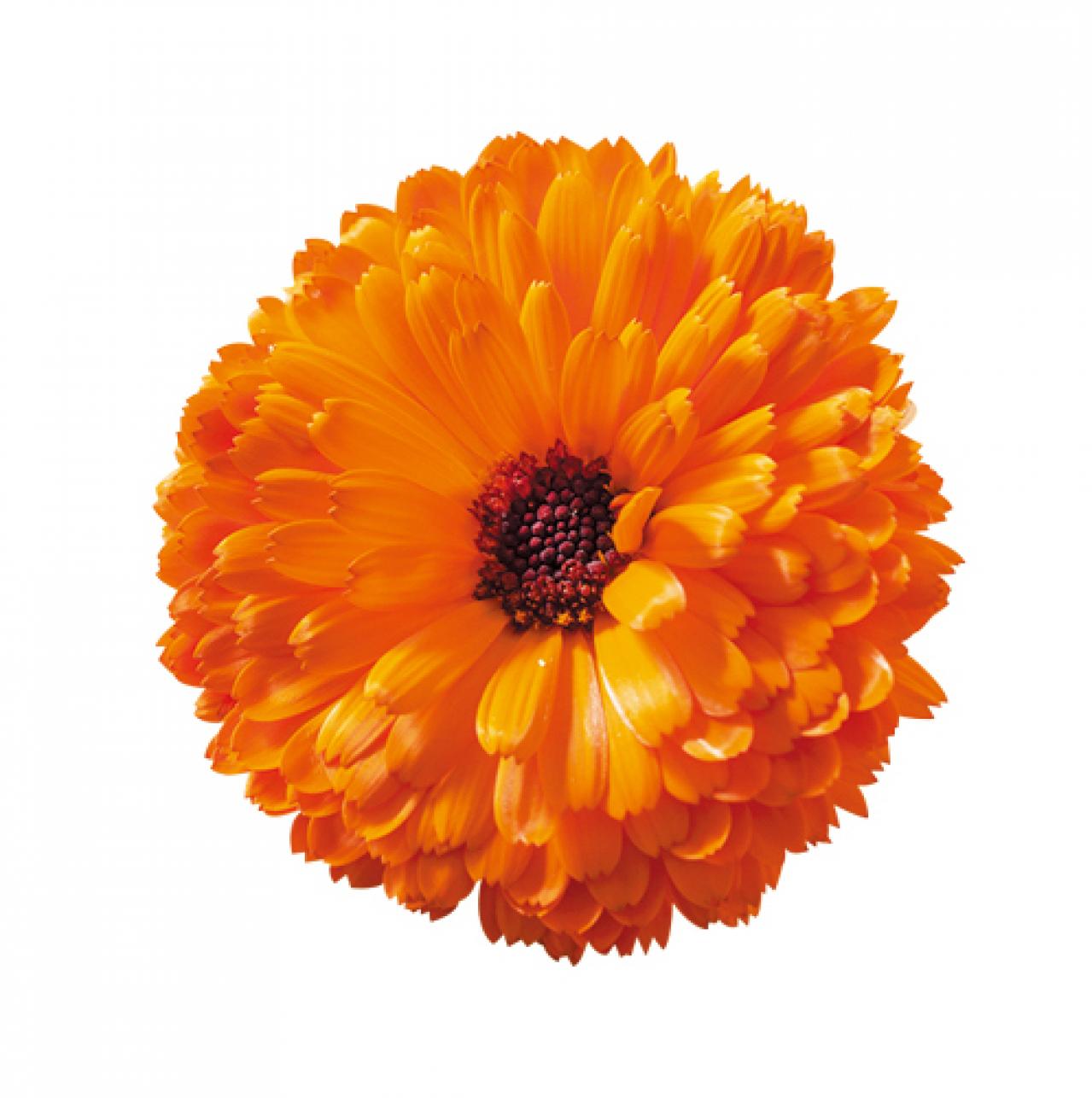 【ハーブガーデニング】花びらをサラダやティーに！【ポットマリーゴールド】の栽培方法と活用アイデア3選（画像4）