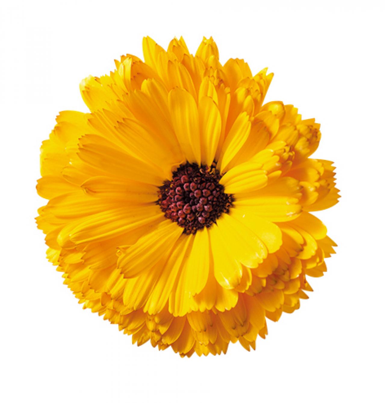 【ハーブガーデニング】花びらをサラダやティーに！【ポットマリーゴールド】の栽培方法と活用アイデア3選（画像3）