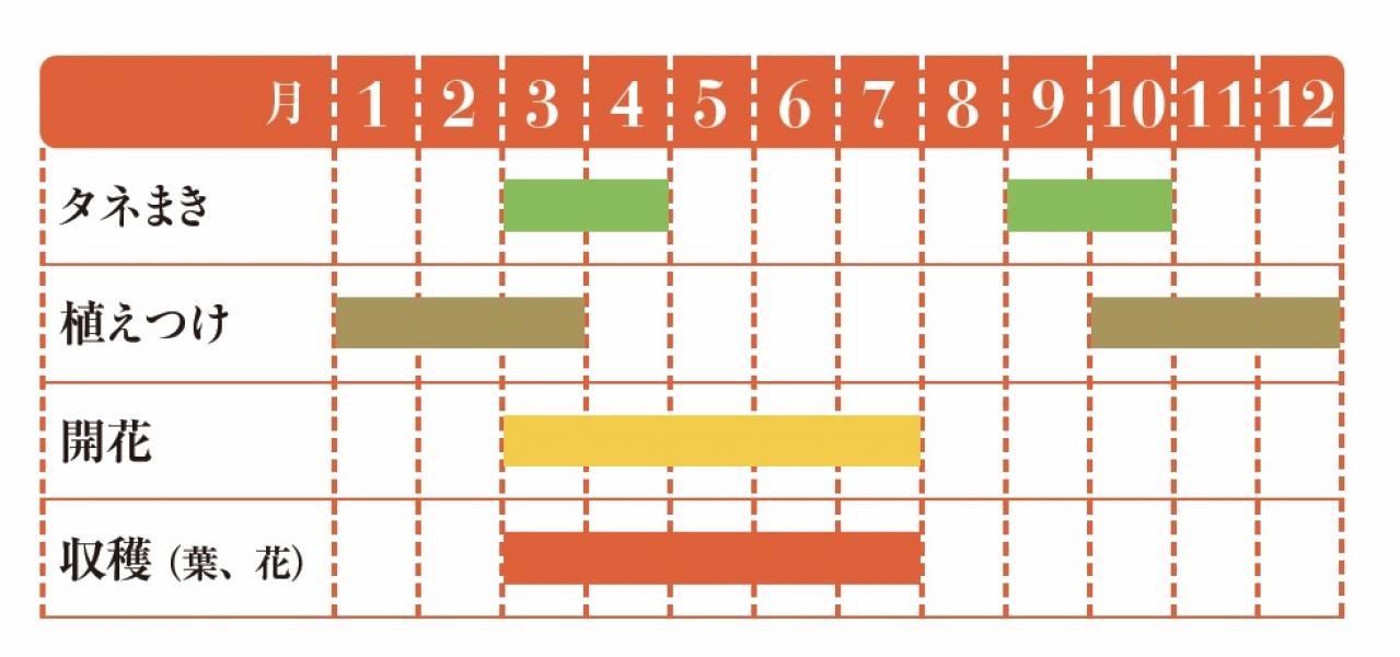 【ハーブガーデニング】花びらをサラダやティーに！【ポットマリーゴールド】の栽培方法と活用アイデア3選（画像2）