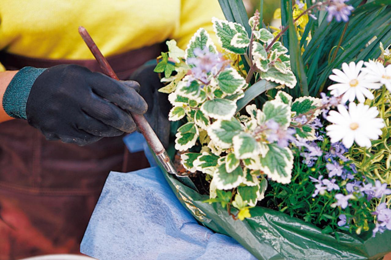 【ガーデニング】吉谷桂子さんの「白いオステオスペルマム」の寄せ植え。植えつけプロセスも公開！（画像8）