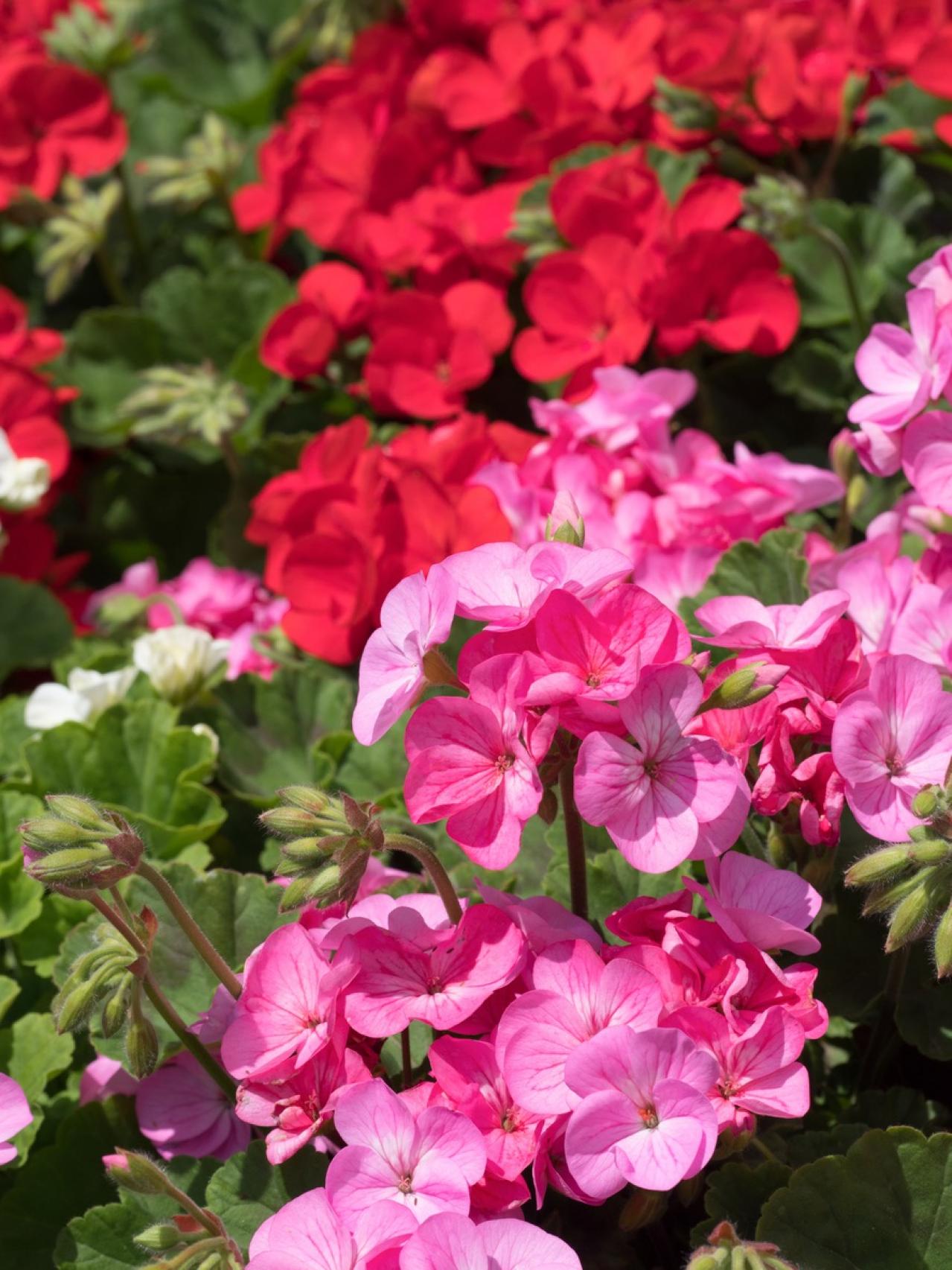 【ガーデニング】丈夫で初心者にもおすすめ！「ゼラニウム」の寄せ植え（画像2）