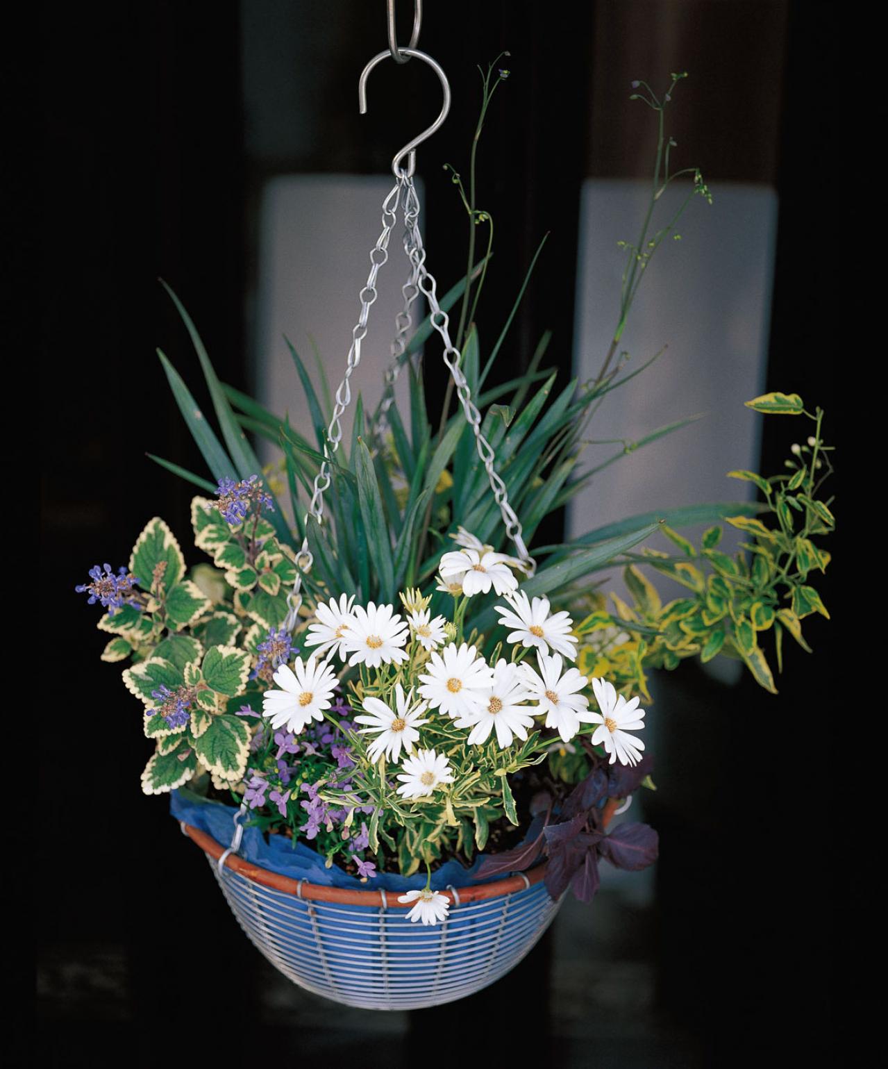 【ガーデニング】吉谷桂子さんの「白いオステオスペルマム」の寄せ植え。植えつけプロセスも公開！（画像3）