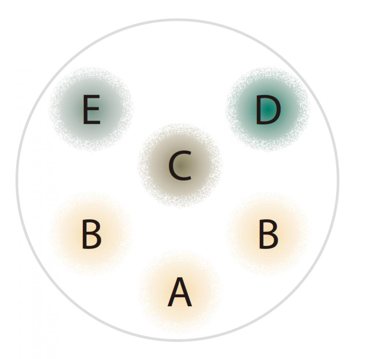 【ガーデニング】吉谷桂子さんの「白いオステオスペルマム」の寄せ植え。植えつけプロセスも公開！（画像11）