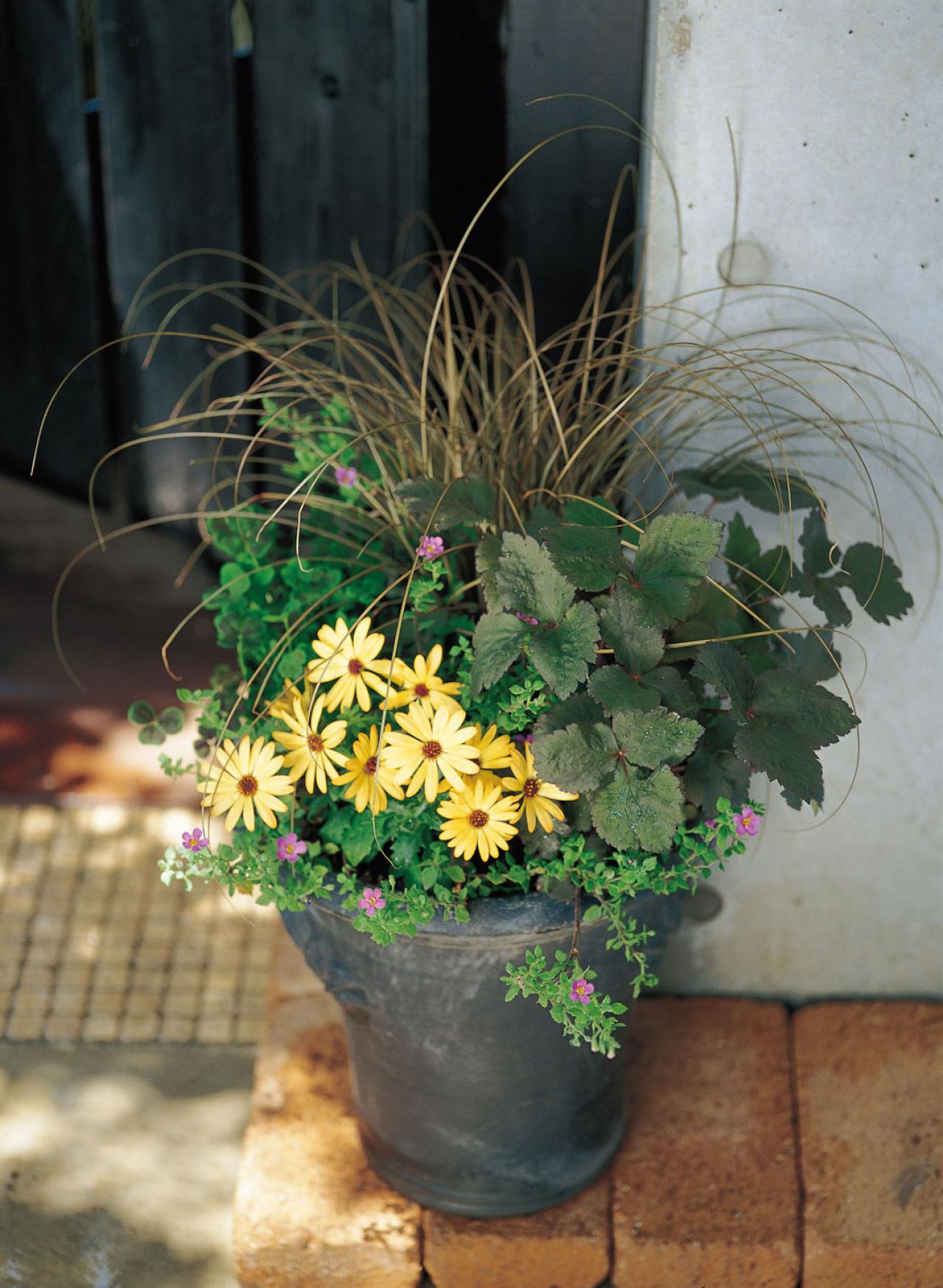 【ガーデニング】花が長く咲いて楽しめる「黄色いオステオスペルマム」の寄せ植え（画像2）