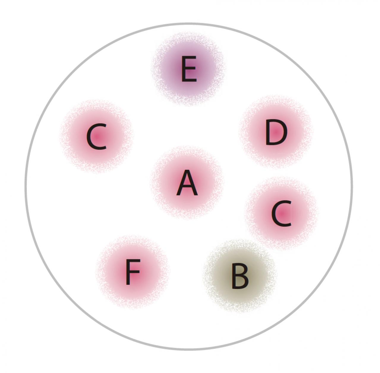 【ガーデニング】ロマンチックで愛らしい「ピンクのオステオスペルマム」の寄せ植え（画像3）
