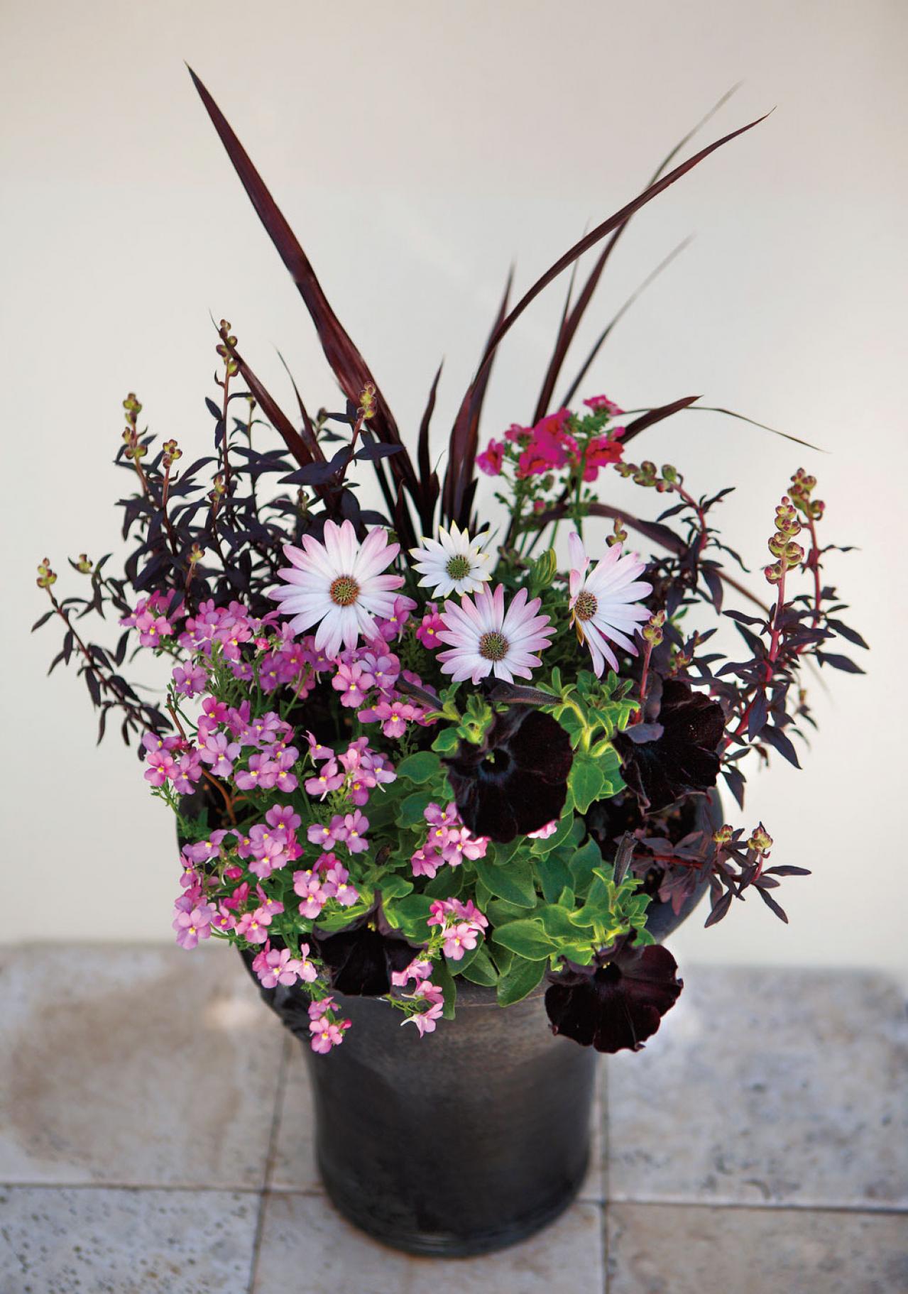 【ガーデニング】ロマンチックで愛らしい「ピンクのオステオスペルマム」の寄せ植え（画像2）