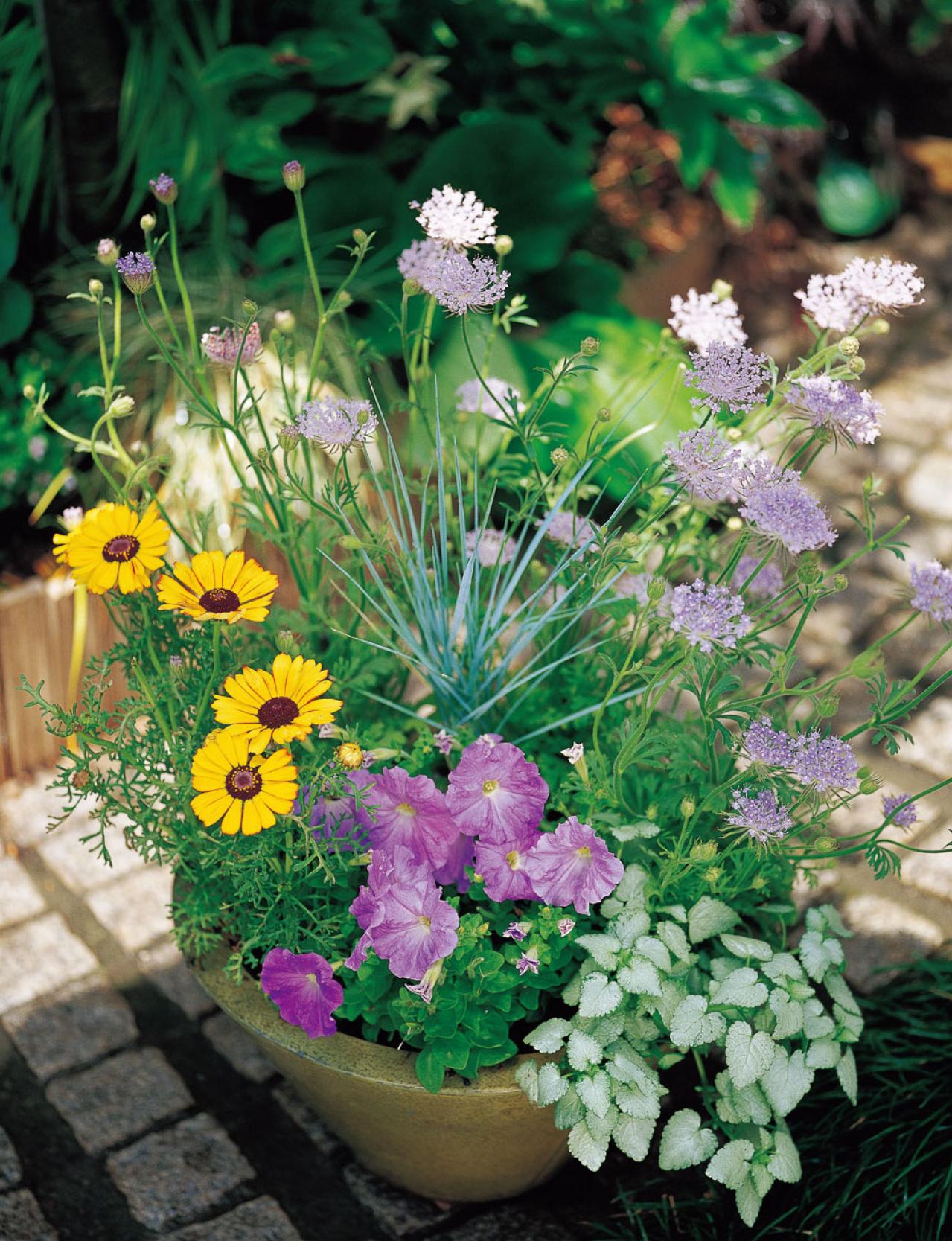 【ガーデニング】一度見たら忘れられない美しさ！吉谷桂子さんの「ブルーレースフラワー」の寄せ植え（画像5）