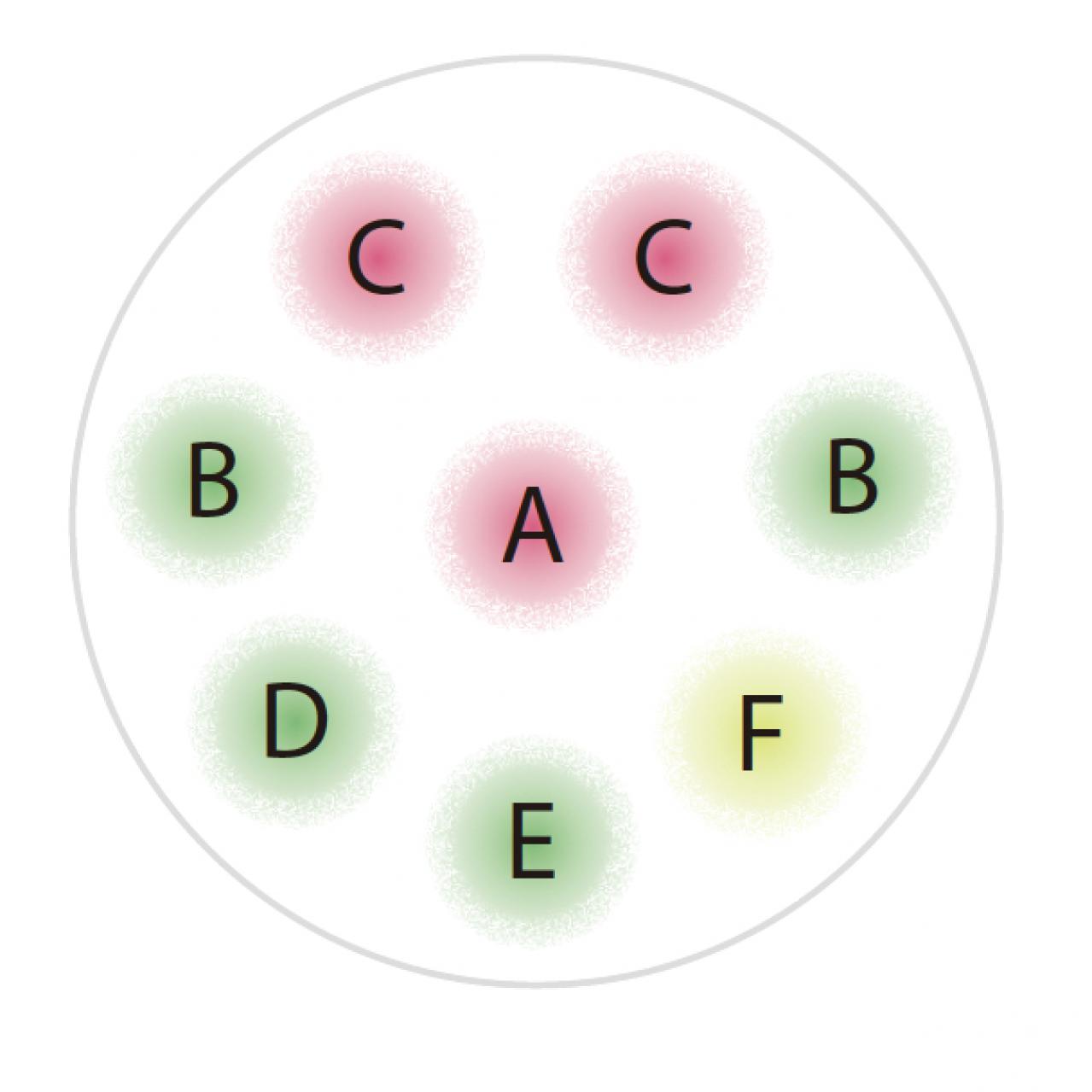 【ガーデニング】ロマンチックで愛らしい「ピンクのオステオスペルマム」の寄せ植え（画像5）
