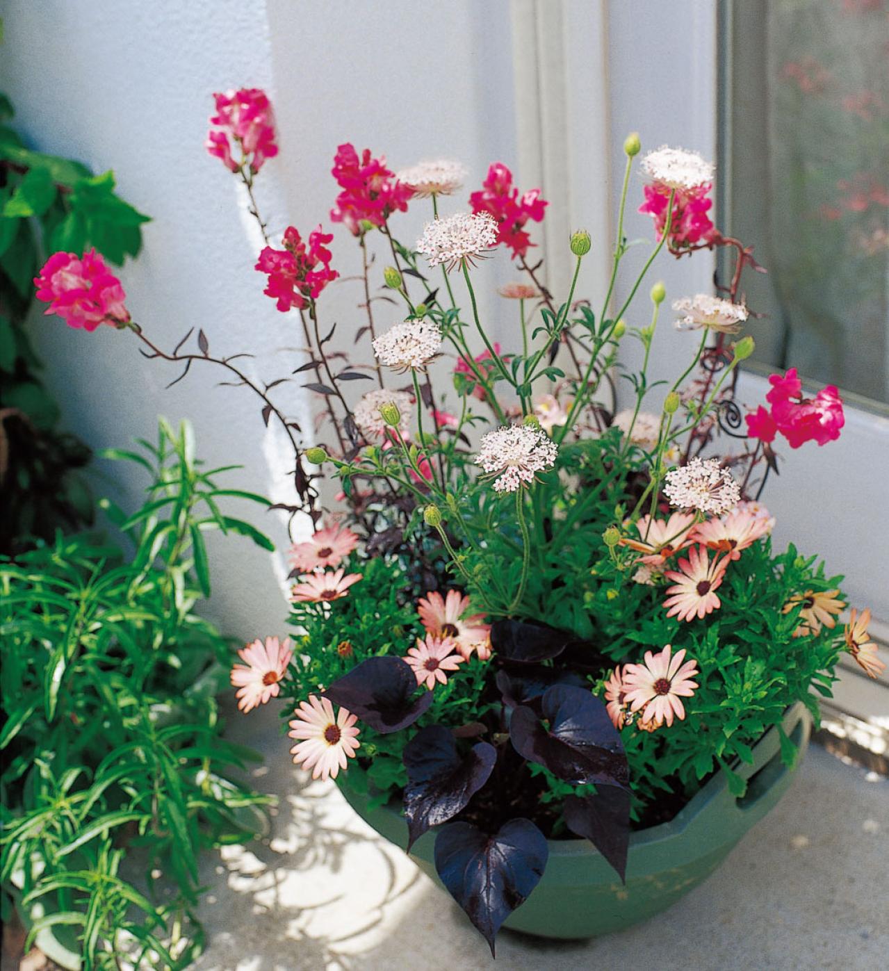 【ガーデニング】一度見たら忘れられない美しさ！吉谷桂子さんの「ブルーレースフラワー」の寄せ植え（画像3）