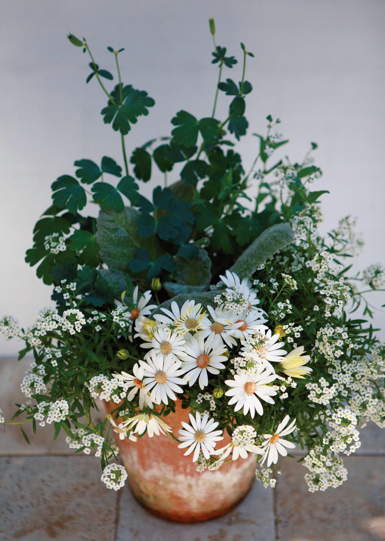 【ガーデニング】吉谷桂子さんの「白いオステオスペルマム」の寄せ植え。植えつけプロセスも公開！（画像10）