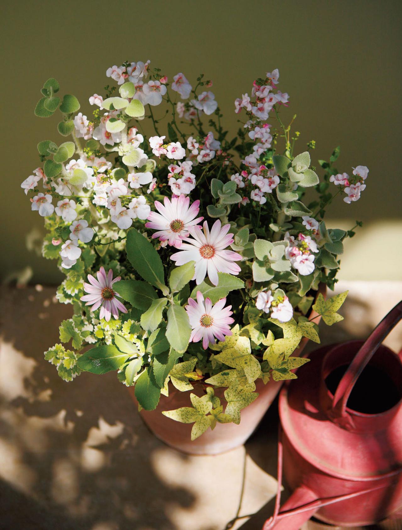 【ガーデニング】ロマンチックで愛らしい「ピンクのオステオスペルマム」の寄せ植え（画像4）