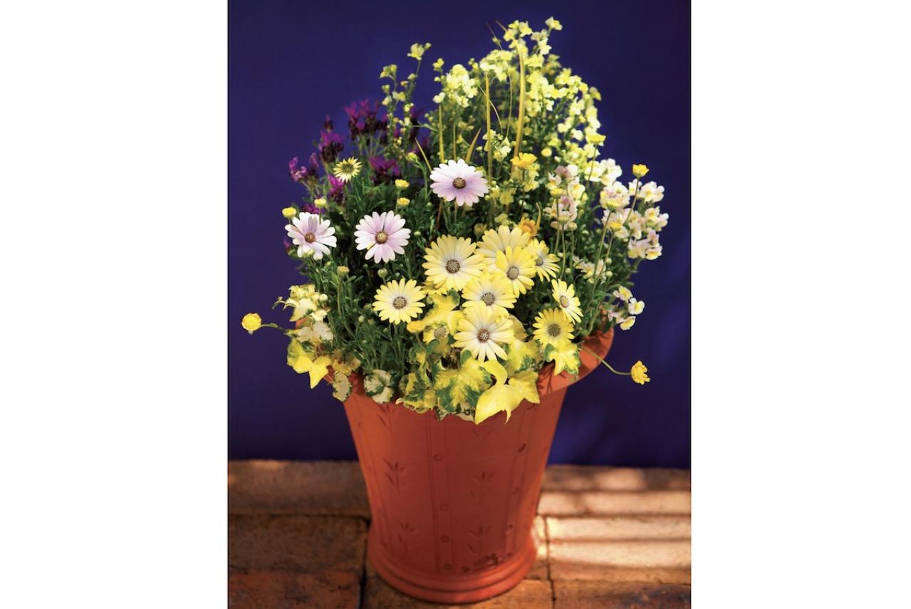 【ガーデニング】花が長く咲いて楽しめる「黄色いオステオスペルマム」の寄せ植え