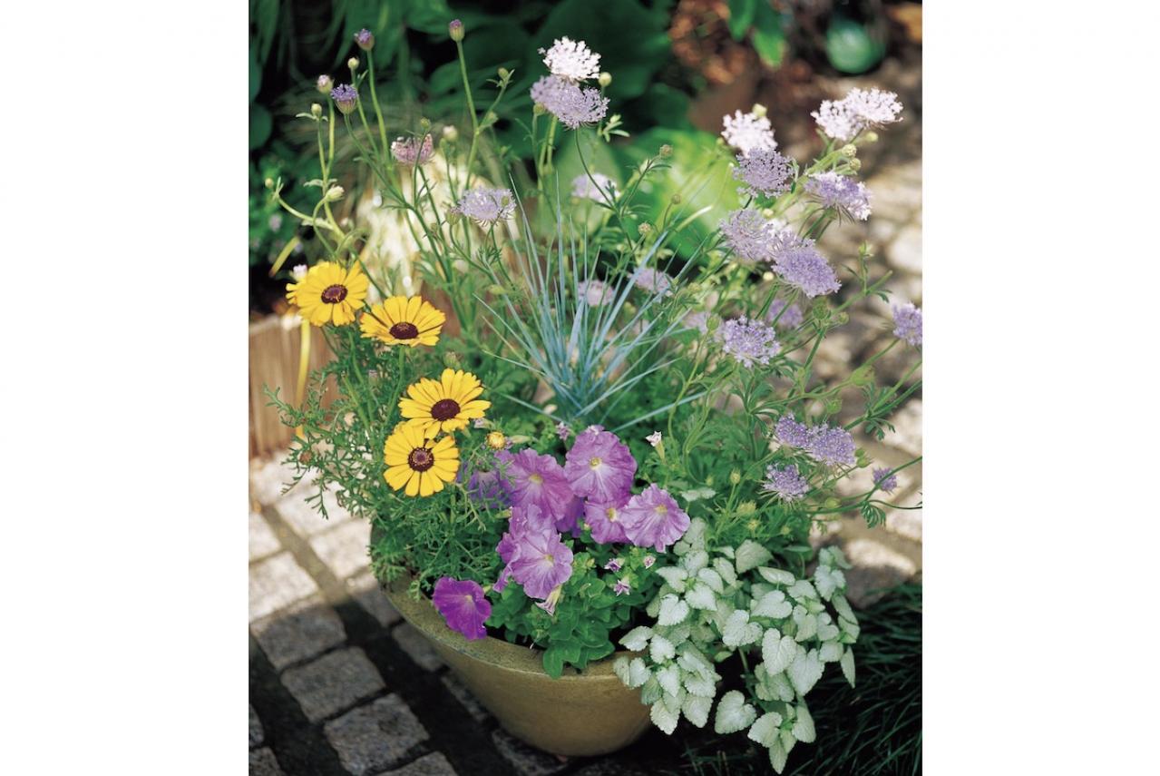 【ガーデニング】一度見たら忘れられない美しさ！吉谷桂子さんの「ブルーレースフラワー」の寄せ植え