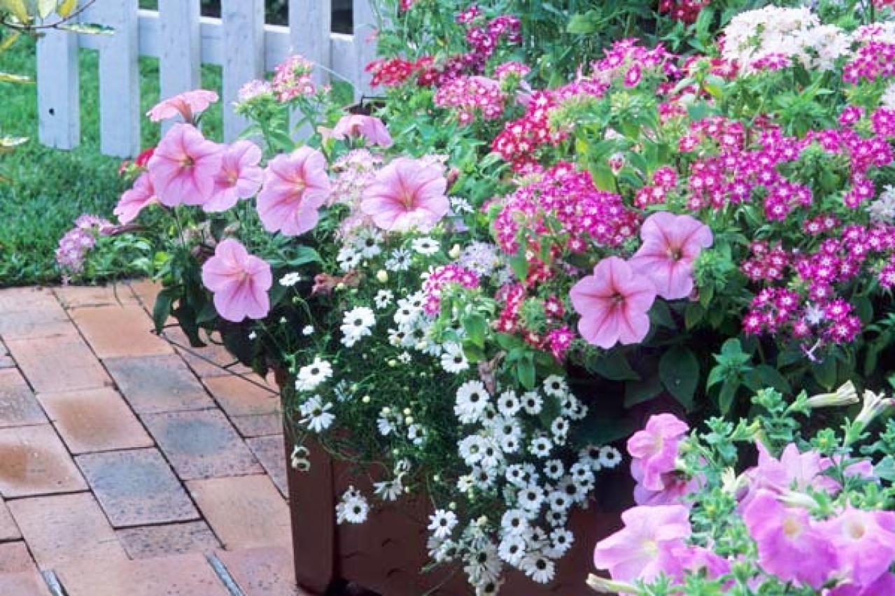 【ガーデニング】春の寄せ植えはパンジー&ビオラから。初心者でも手軽に！（画像5）