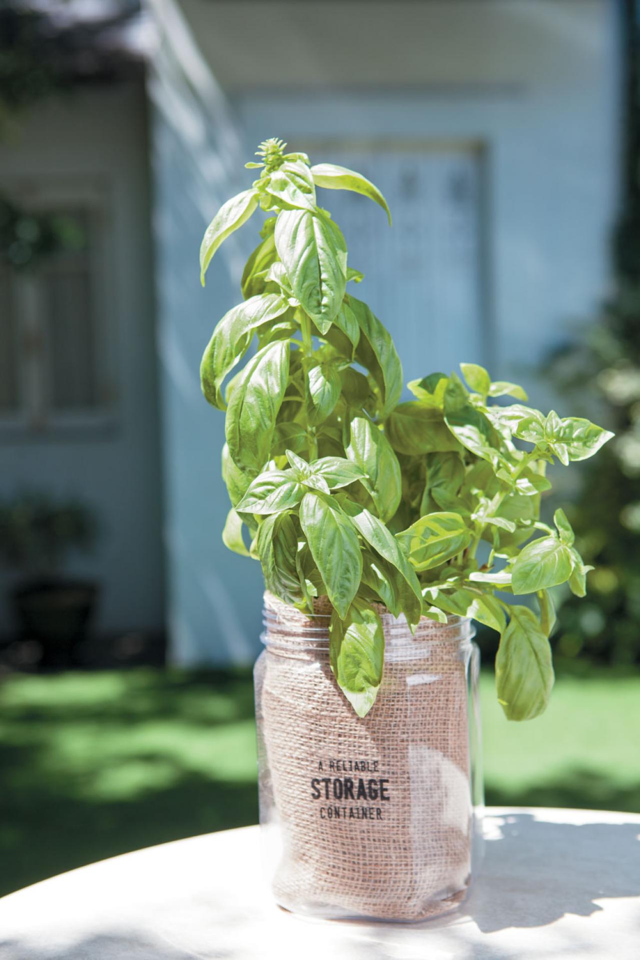 【ガーデニング】育てて楽しいハーブ【バジル】の栽培方法と活用アイデア3選（画像4）