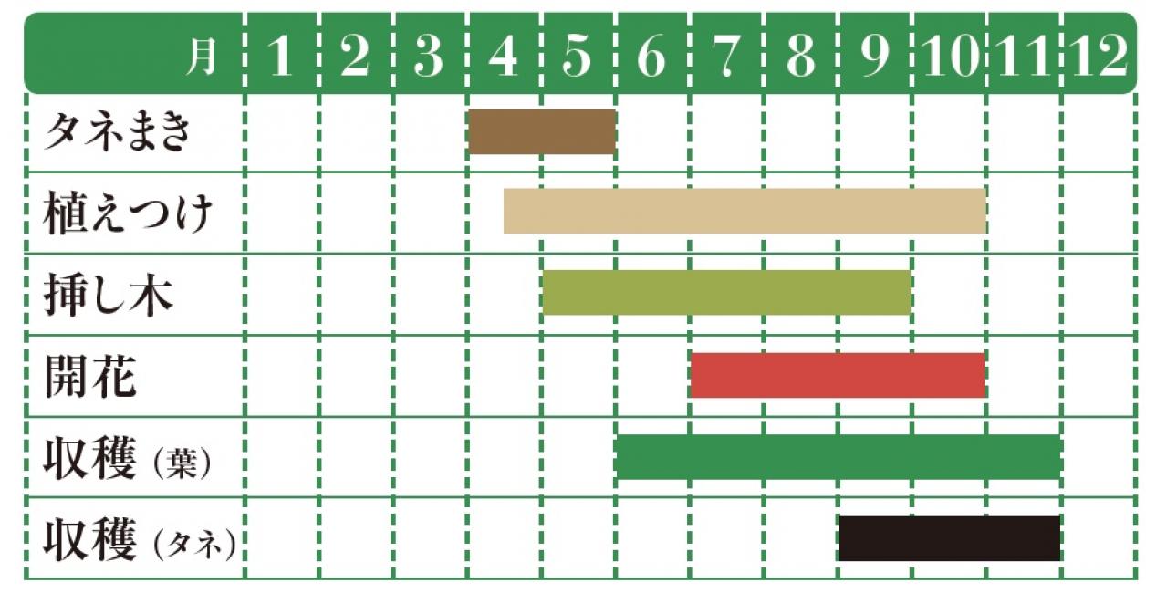 【ガーデニング】育てて楽しいハーブ【バジル】の栽培方法と活用アイデア3選（画像2）
