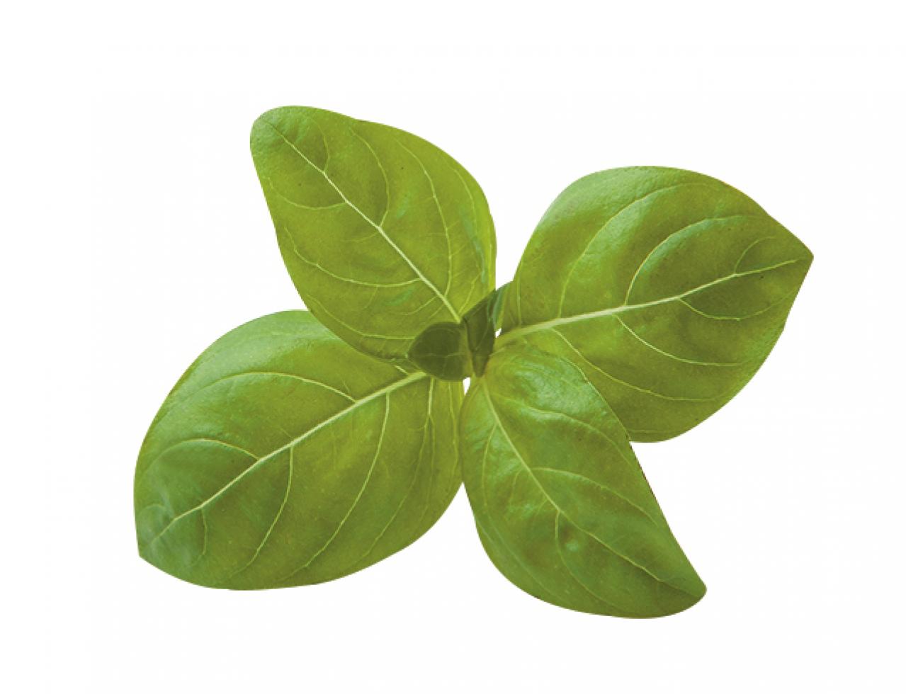 【ガーデニング】育てて楽しいハーブ【バジル】の栽培方法と活用アイデア3選（画像3）