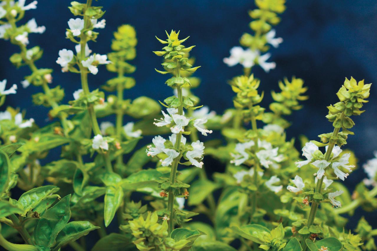 【ガーデニング】育てて楽しいハーブ【バジル】の栽培方法と活用アイデア3選（画像5）