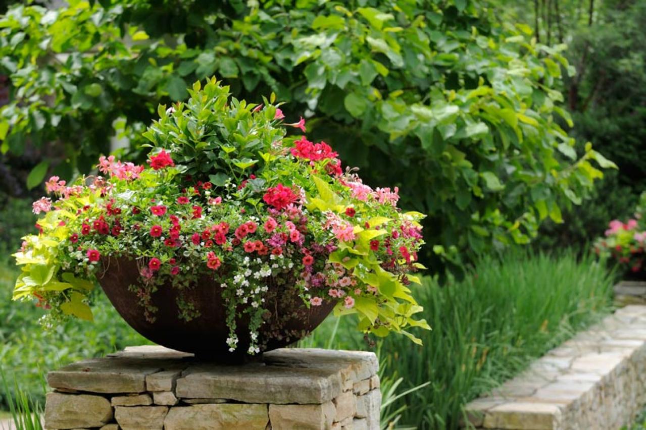 【ガーデニング】初心者でも簡単！「寄せ植え」が映える草丈＆草姿の組み合わせ（画像5）