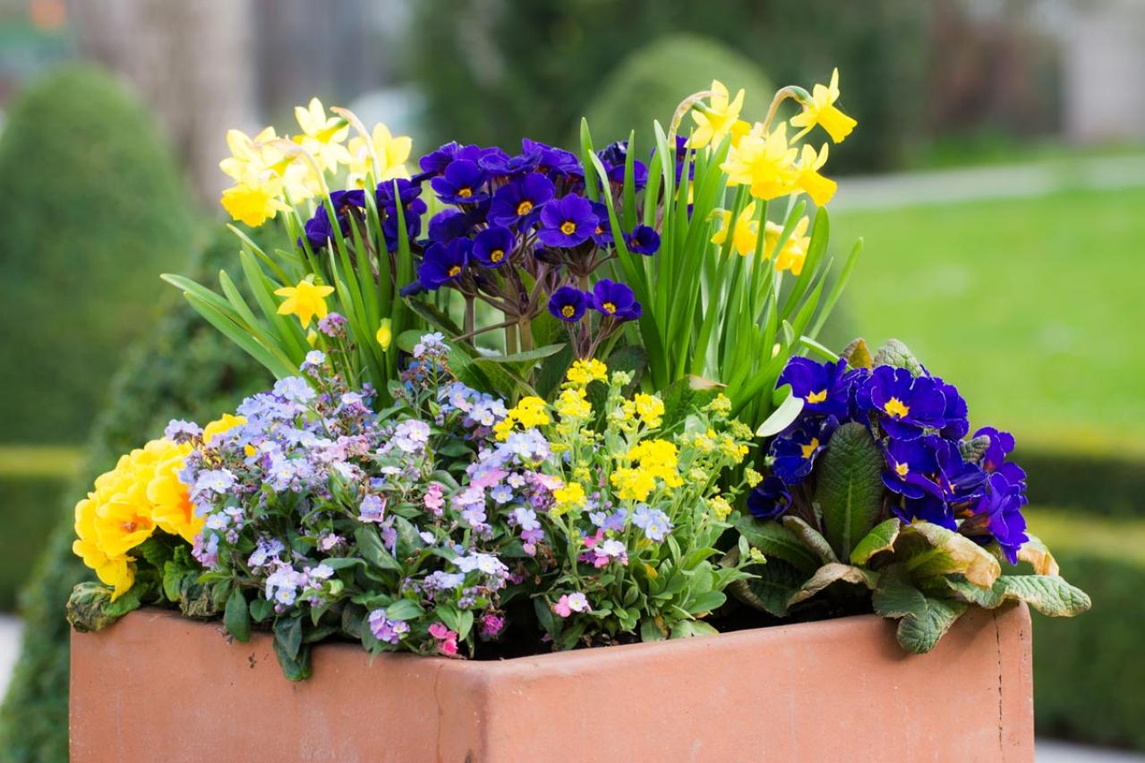 【ガーデニング】初心者でも簡単！「寄せ植え」が映える草丈＆草姿の組み合わせ（画像2）