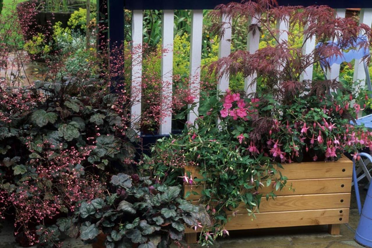 【ガーデニング】初心者でも簡単！「寄せ植え」が映える草丈＆草姿の組み合わせ（画像8）