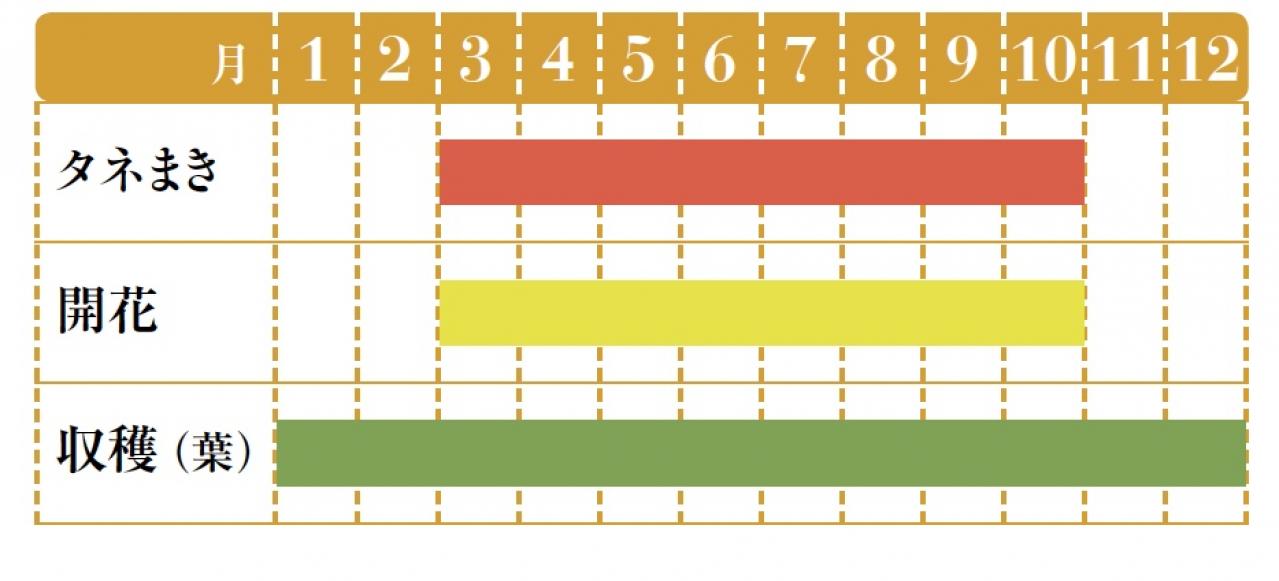 【ガーデニング】育てて楽しい多年草ハーブ【ダンデライオン】の栽培方法と活用アイデア3選（画像2）