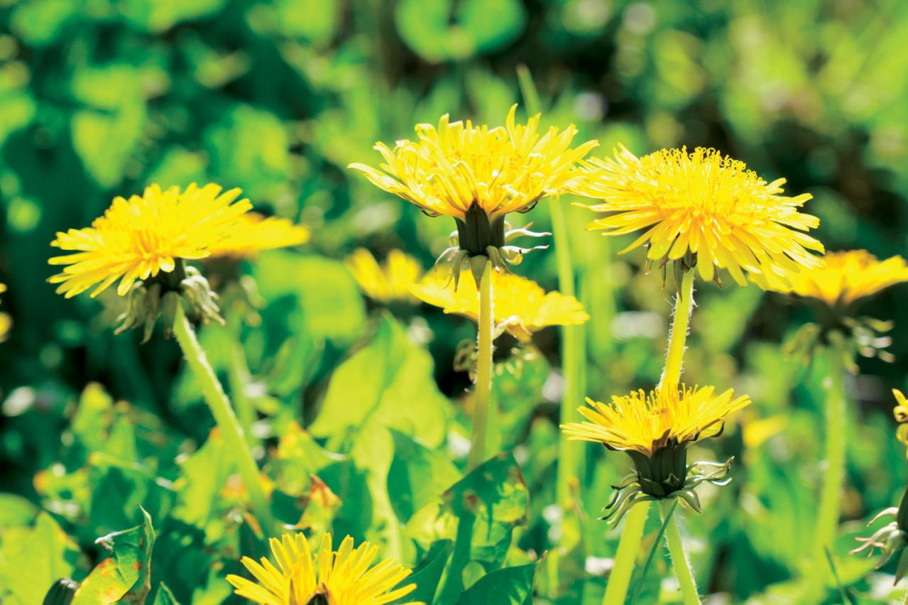 【ガーデニング】育てて楽しい多年草ハーブ【ダンデライオン】の栽培方法と活用アイデア3選（画像6）