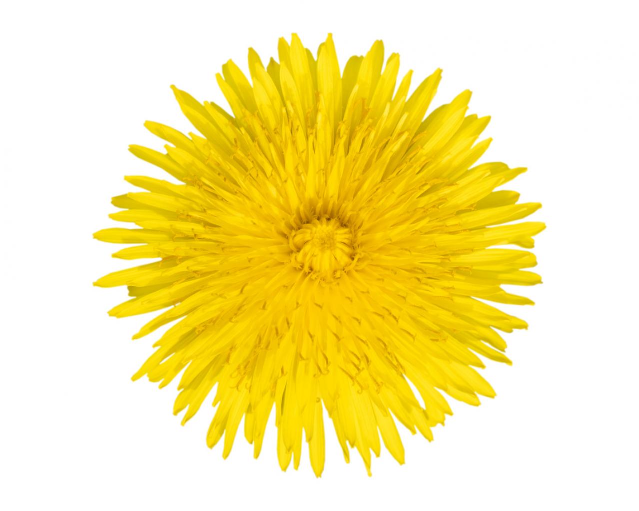 【ガーデニング】育てて楽しい多年草ハーブ【ダンデライオン】の栽培方法と活用アイデア3選（画像3）