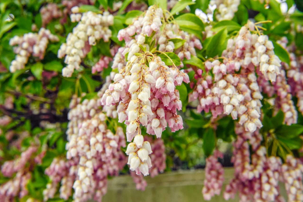 4月4日の花とは？【366日の誕生花と幸せの花言葉】