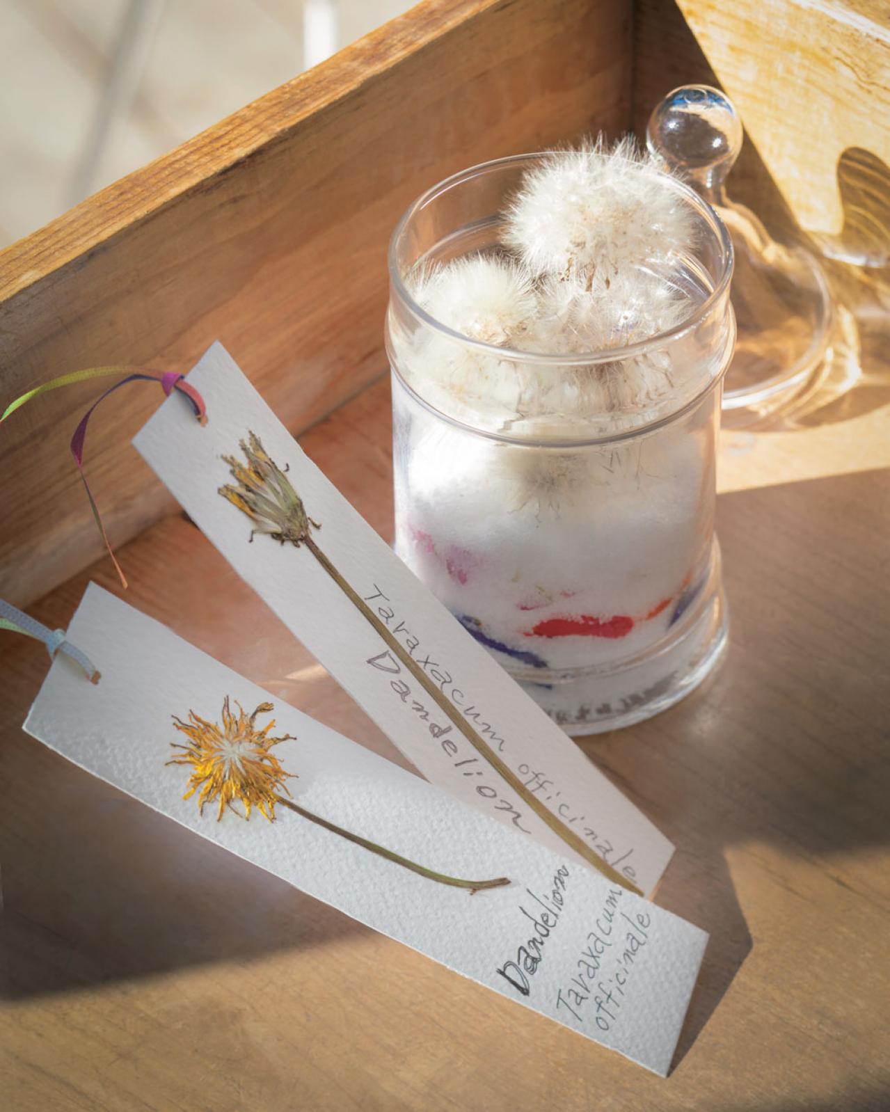 【ガーデニング】育てて楽しい多年草ハーブ【ダンデライオン】の栽培方法と活用アイデア3選（画像8）