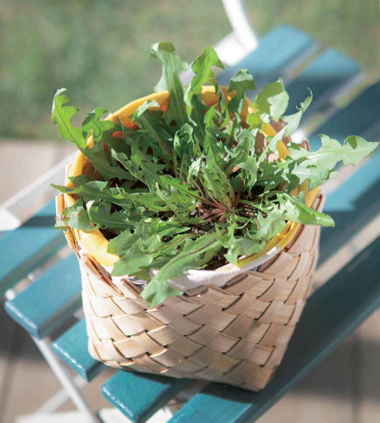 【ガーデニング】育てて楽しい多年草ハーブ【ダンデライオン】の栽培方法と活用アイデア3選（画像4）