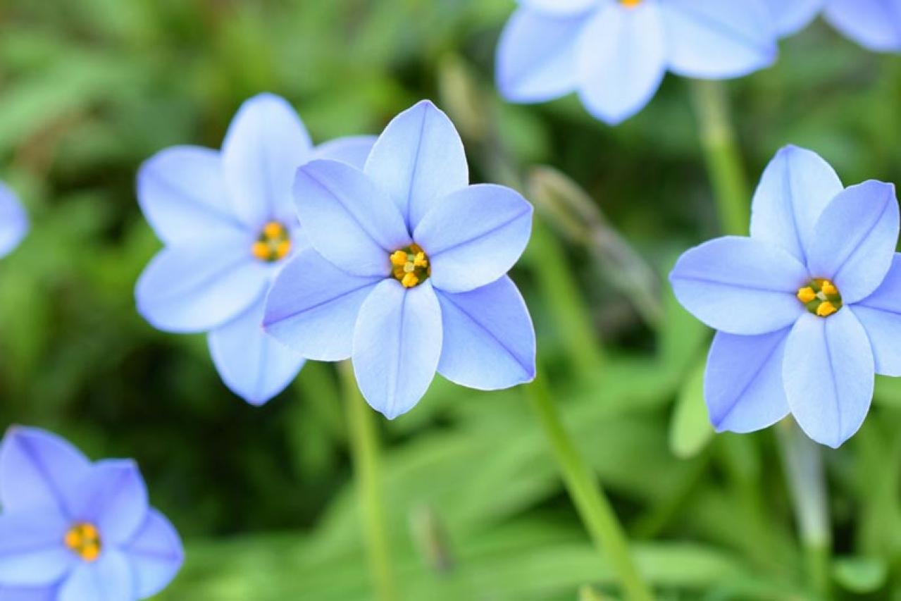 【ガーデニング】春に映える「青い花」8選。美しく咲かせるコツとは？（画像10）