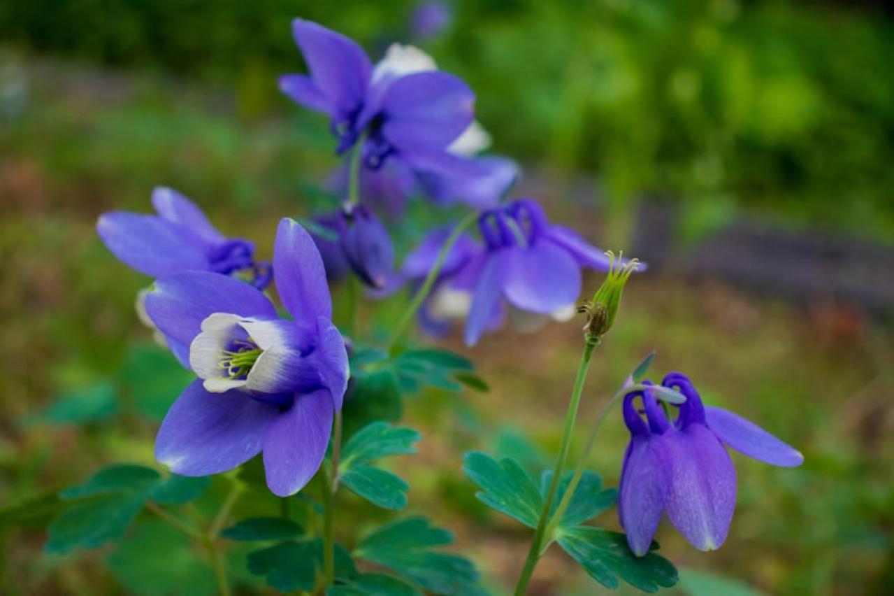 【ガーデニング】春に映える「青い花」8選。美しく咲かせるコツとは？（画像8）