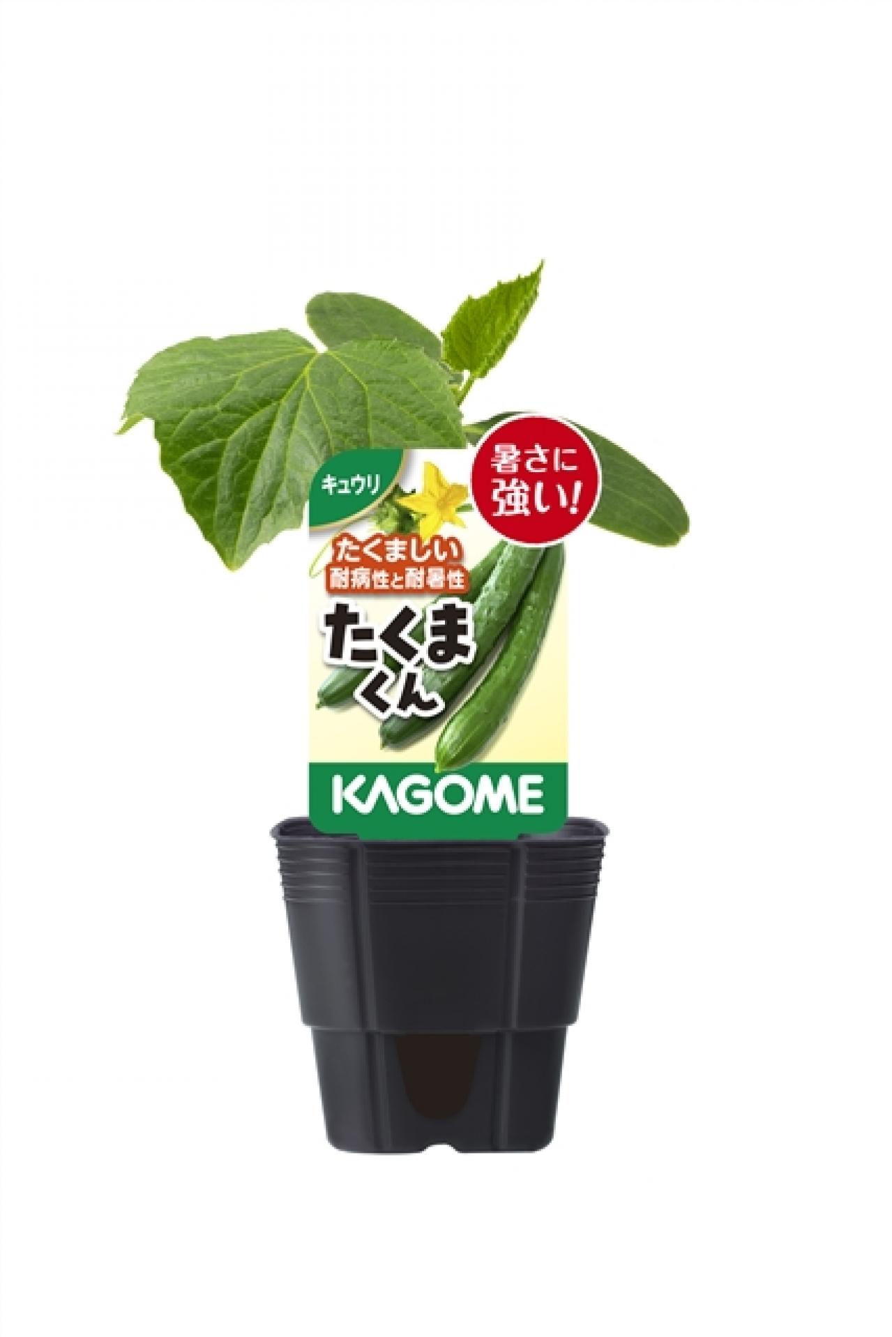 たくまくん（きゅうり）