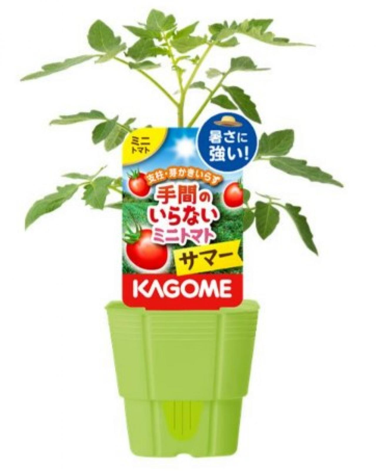 手間のいらないミニトマト サマー