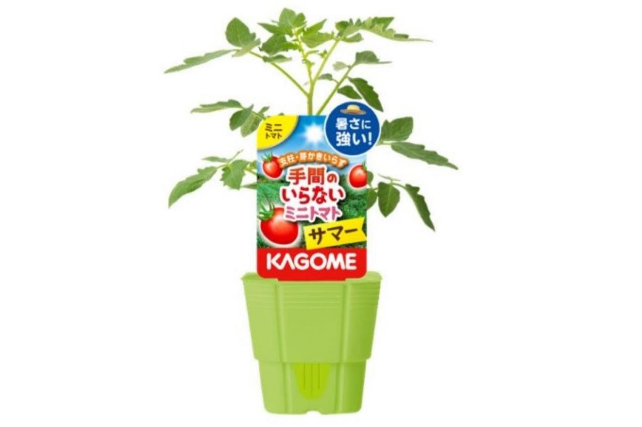 カゴメが猛暑に強い夏植えトマトなど、オリジナル品種家庭園芸用苗・培養土（2024年シーズン）の販売を開始