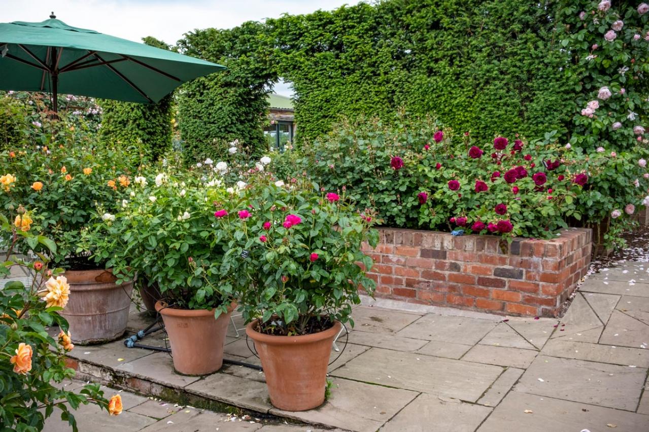 【ガーデニング】生長モードに入った4月のバラ。鉢植えは水やりがポイント！