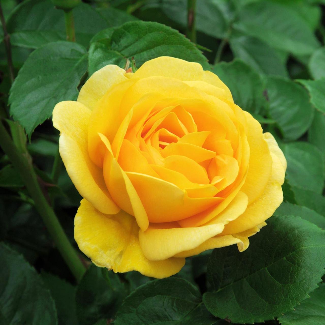 【ガーデニング】生長モードに入った4月のバラ。鉢植えは水やりがポイント！（画像6）