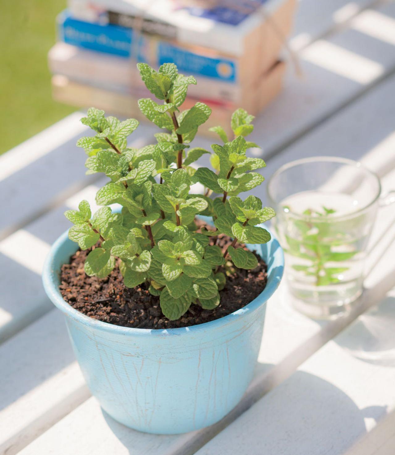 【ガーデニング】育てて楽しい多年草ハーブ【ミント】の栽培方法と活用アイデア3選（画像5）