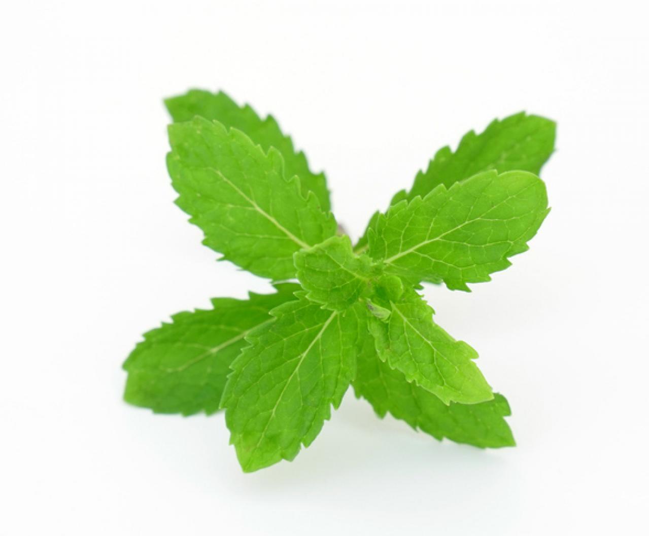 【ガーデニング】育てて楽しい多年草ハーブ【ミント】の栽培方法と活用アイデア3選（画像3）