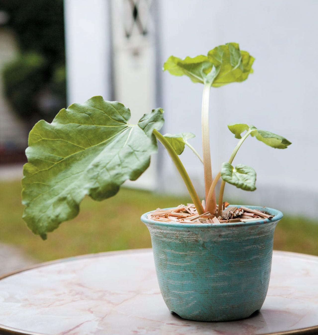 【ガーデニング】育てて楽しい多年草ハーブ【ルバーブ】の栽培方法と活用アイデア2選（画像5）