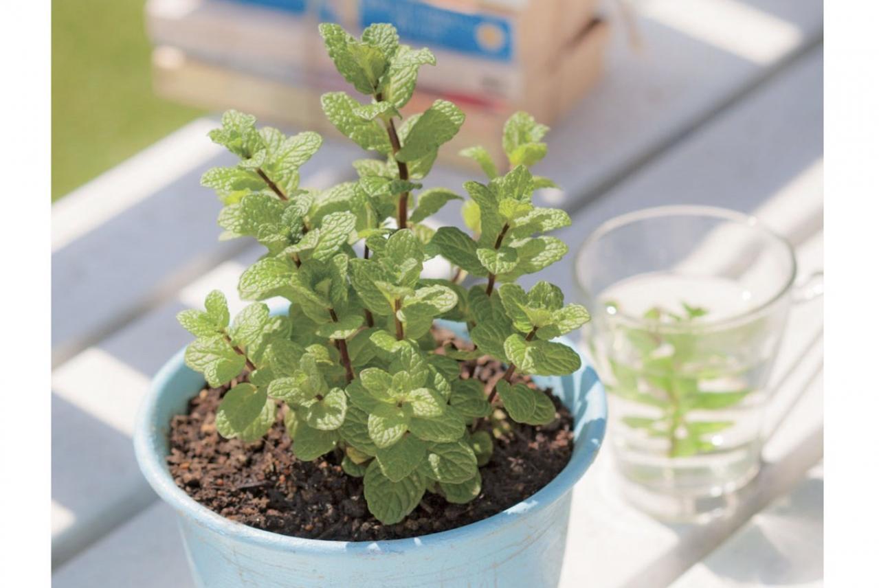 【ガーデニング】育てて楽しい多年草ハーブ【ミント】の栽培方法と活用アイデア3選