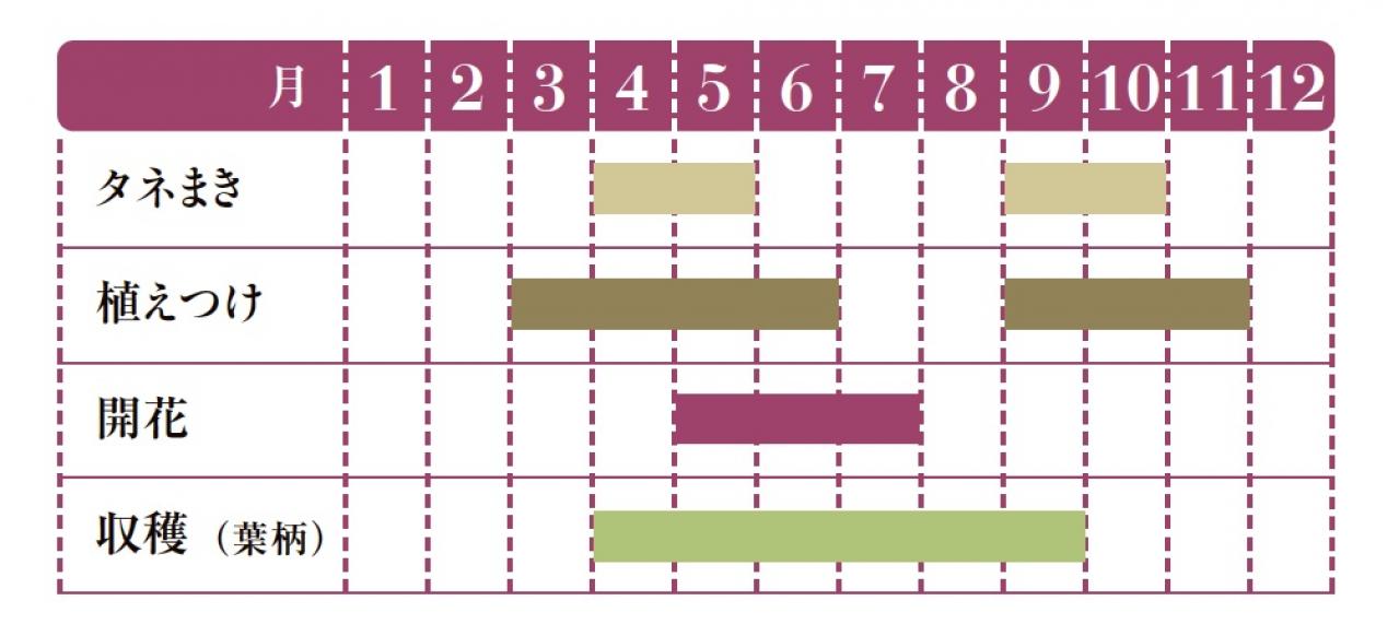 【ガーデニング】育てて楽しい多年草ハーブ【ルバーブ】の栽培方法と活用アイデア2選（画像2）