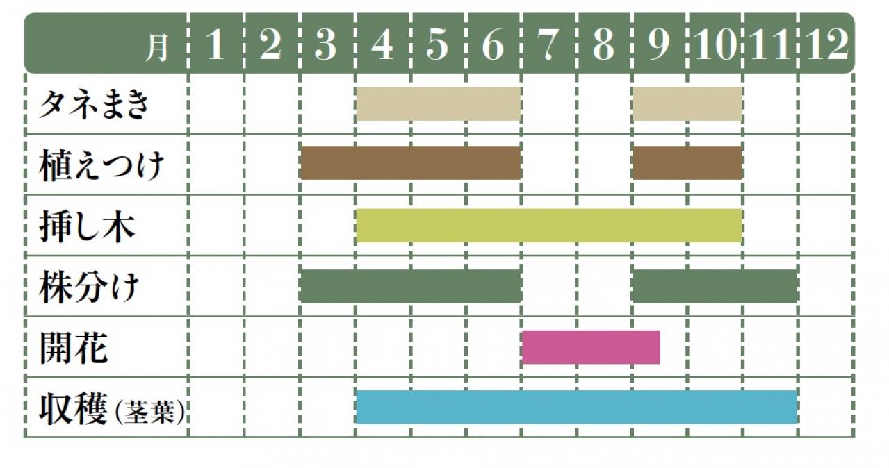 【ガーデニング】育てて楽しい多年草ハーブ【ミント】の栽培方法と活用アイデア3選（画像2）