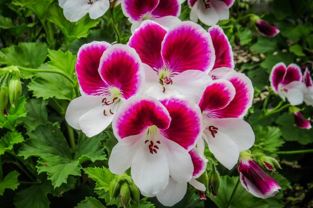 【ガーデニング】早春から初冬まで繰り返し咲く！ゼラニウムで窓辺を飾ろう【多年草】（画像4）