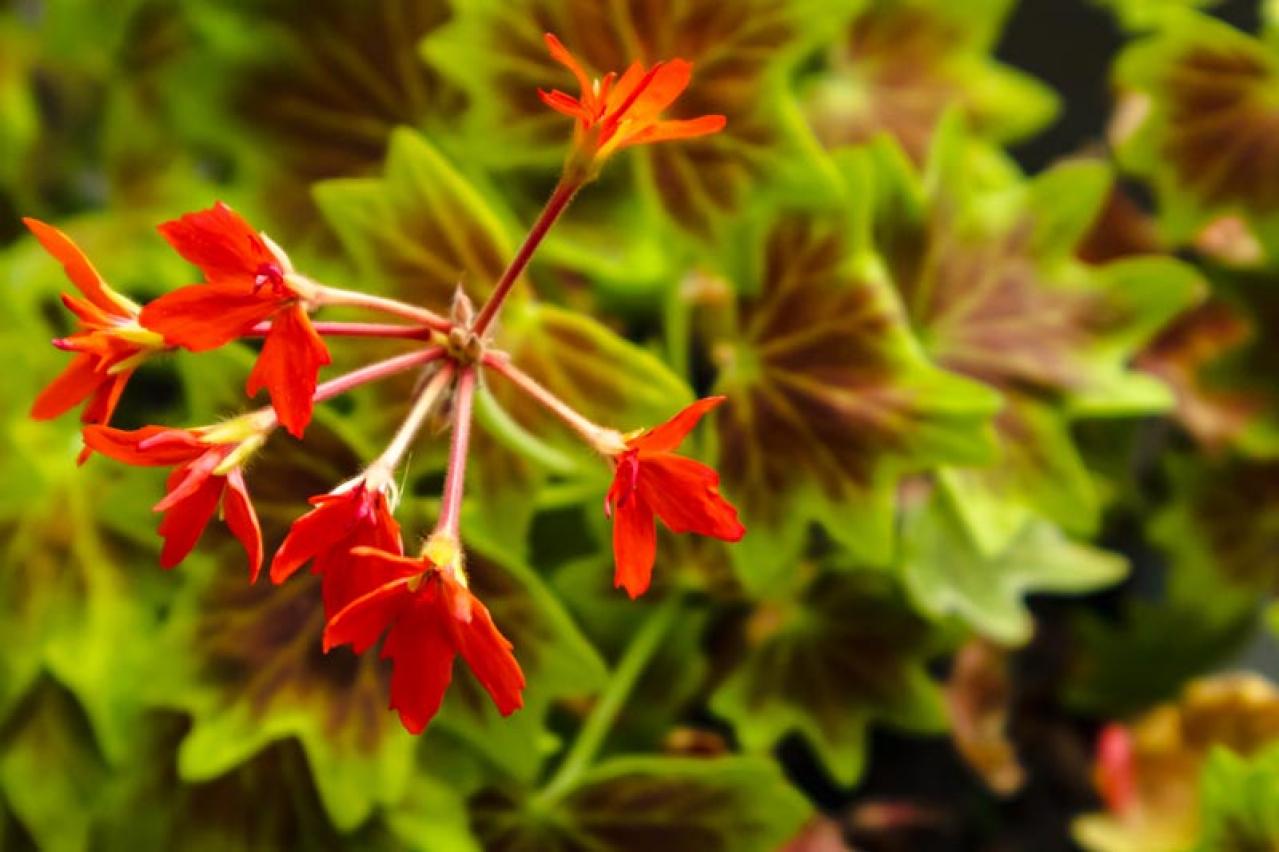 【ガーデニング】早春から初冬まで繰り返し咲く！ゼラニウムで窓辺を飾ろう【多年草】（画像6）