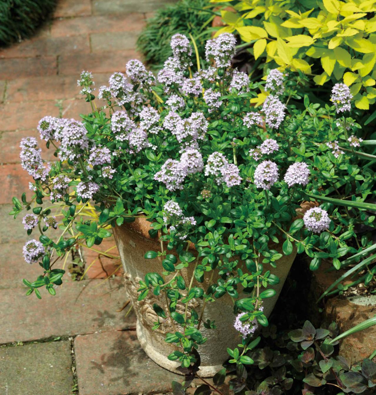 【ガーデニング】ローメンテナンスでOKな春の鉢植え5選｜園芸家・青木純子さんおすすめ（画像8）